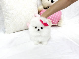 Alluring and Angelic Micro Tiny Pomeranian Puppies Wanting New Homes.